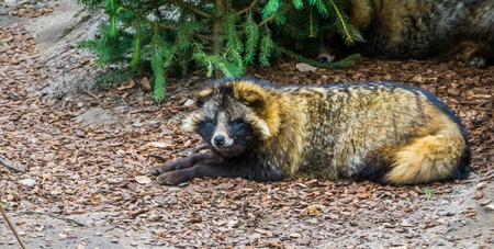 Raccoon dog laying on the ground and looking towards camera, closeup portrait of a animal specie...