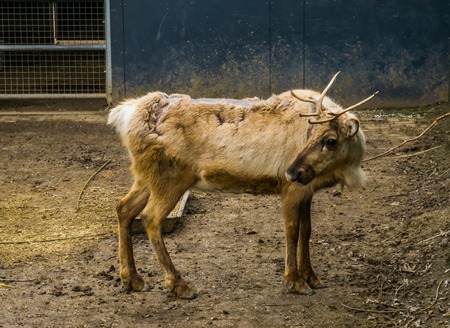 animal diseases, young reindeer suffering from baldness on the back, animal hair lossの写真素材