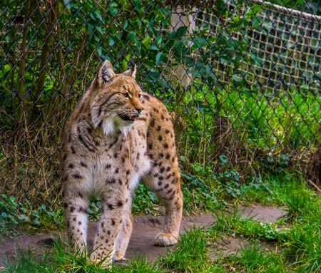 closeup of a eurasian lynx standing in the grass and revealing his teeth, Wild cat from Eurasiaの写真素材