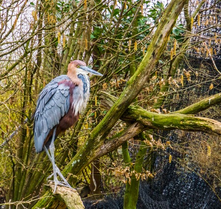 closeup of a goliath heron sitting on a tree branch, worlds largest heron specie, Bird from Africa and Asiaの写真素材