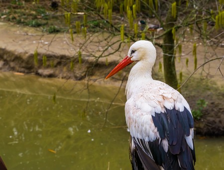 white stork in closeup standing at the water side, common bird of Europeの写真素材