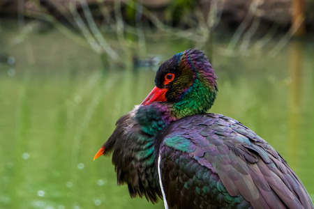 face of a black stork in closeup, beautiful bird with shiny and colorful feathersの写真素材
