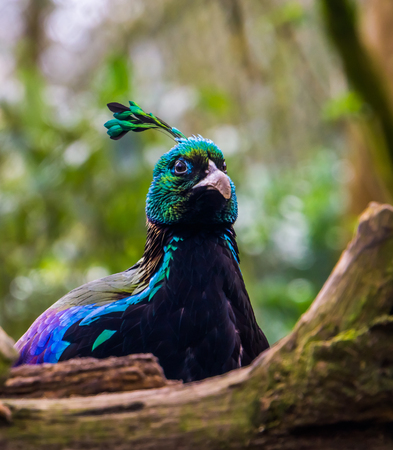the face of a male himalayan monal in closeup, Colorful pheasant from the Himalaya mountains of Indiaの写真素材