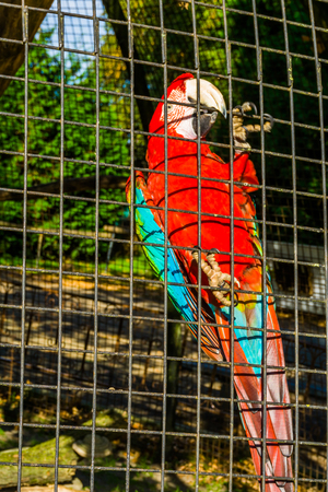 red and green macaw parrot sitting against the fence of the aviary, tropical bird from America, popular pet in avicultureの写真素材