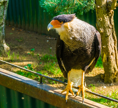 closeup portrait of a crested caracara standing on a fence, tropical bird of prey from Americaの写真素材