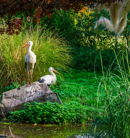 white stork standing on a rock with another stork in the background, common birds of europeの写真素材