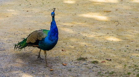 Male blue indian peacock walking in the sand, popular ornamental bird, tropical bird from Asiaの写真素材