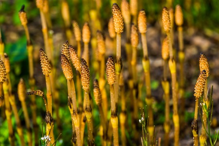 Fertile shoots in spring of field horsetails, widely spread plant around the northern hemisphereの写真素材