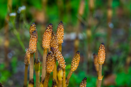 field horsetail shoots in macro closeup during spring season, widely spread plant around the northern hemisphereの写真素材