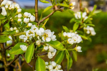 macro closeup of white roses in bloom during spring, pear tree, fruit cultivation and organic gardeningの写真素材