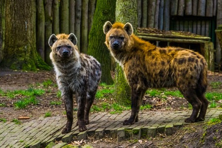 couple of spotted hyenas standing next to each other, wild carnivorous mammals from the desert of Africaの写真素材
