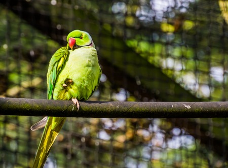 green ring necked parakeet in closeup, colorful parrot sitting on a tree branch, tropical bird from Africaの写真素材