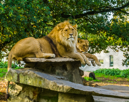 Closeup of a male and female lion together on a rock, lion couple, Wild cats from Africa, animal specie with a vulnerable statusの写真素材