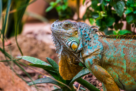 The face of a colorful iguana in closeup, popular tropical reptile pet from Americaの写真素材