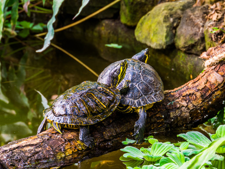 yellow bellied slider turtle couple at the water, popular tropical pets from Americaの写真素材