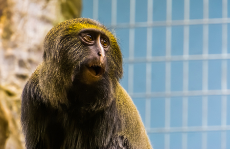 funny owl faced monkey making an amazed face, the head of a hamlyn's monkey in closeup, vulnerable animal specieの写真素材