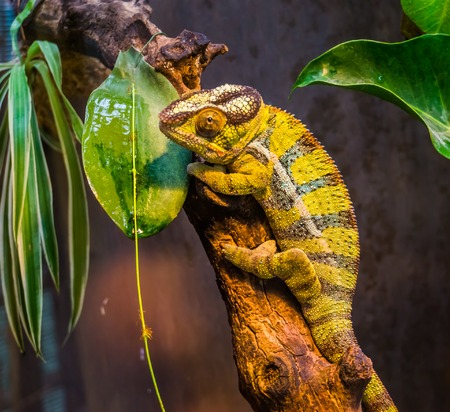 closeup of a green and black banded panther chameleon, colorful tropical lizard from madagascar, popular exotic and colorful petの写真素材