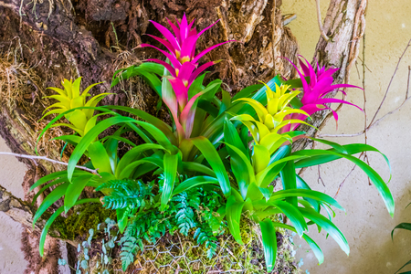 colorful guzmania flowers in the colors pink and yellow, tropical decorative artificial plantsの写真素材