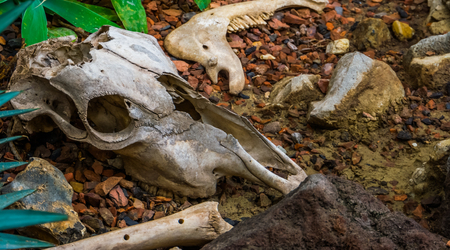 broken animal skull with bone and jaw, the remains of a herbivorous mammalの写真素材