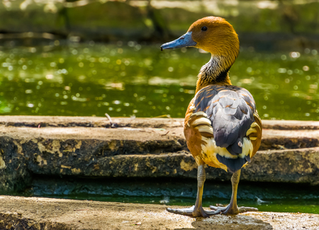 closeup of a fulvous whistling duck standing at the water side, tropical bird specie from Africa and Americaの写真素材