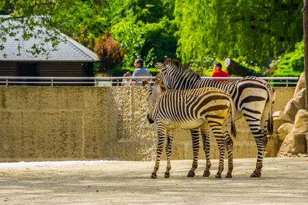 mother and juvenile hartmann's mountain zebra together, Antwerp animal zoo, Antwerpen, Belgium, April 23, 2019のeditorial素材