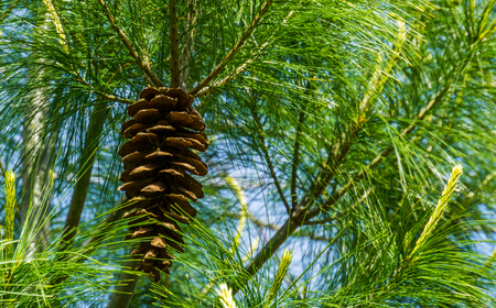 closeup of a pine cone hanging in a conifer tree, coniferous forest background