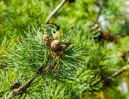 small pine cones growing on a conifer tree branch, evergreen forest background