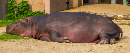 closeup of a common hippo sleeping, semi aquatic mammal from Africa, Vulnerable tropical animal specieの写真素材