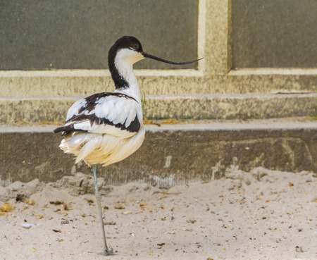 closeup portrait of a pied avocet, popular wading bird from Eurasia, bird with a funny curved billの写真素材