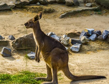 portrait of a eastern grey kangaroo, tropical marsupial from Australiaの写真素材