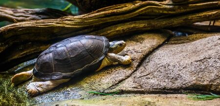 central african mud turtle walking at the water side, tropical semi aquatic turtle from Africaの写真素材