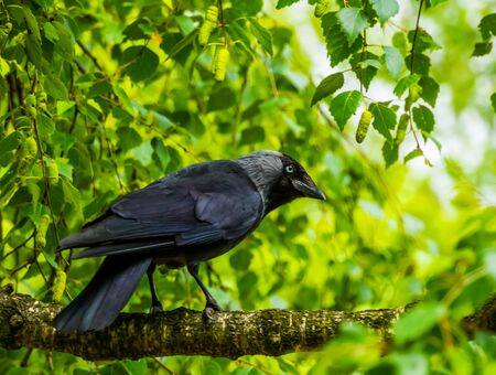 closeup portrait of a black crow sitting on a tree branch in a tree, Nature background, common cosmopolitan bird speciesの写真素材