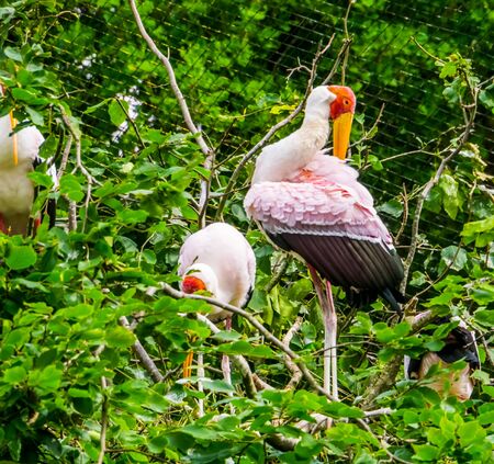 Yellow billed stork in closeup preening its feathers, tropical bird specie from Africa