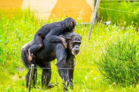 closeup of a young western chimpanzee riding the back of an adult, critically endangered animal specie from Africaの写真素材