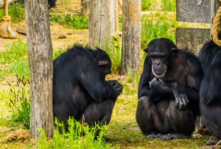 closeup of two western chimpanzees sitting against a tree trunk, critically endangered primate specie from Africaの写真素材