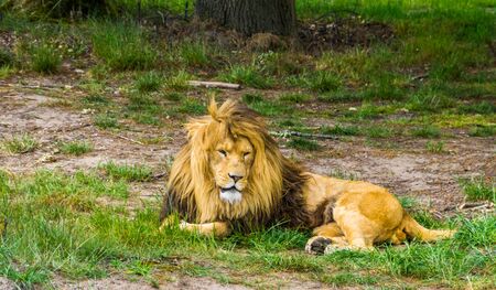 closeup of a male lion laying on the ground, Big wild cat from Africa, Vulnerable animal specieの写真素材
