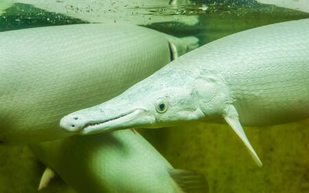 Alligator gar in closeup up, funny tropical fish with a long snout, exotic fish specie from America, popular aquarium petの写真素材