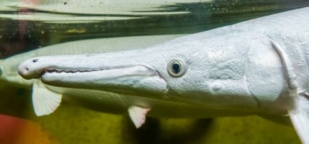 the head of a alligator gar in closeup, popular aquarium pet, tropical fish specie from Americaの写真素材