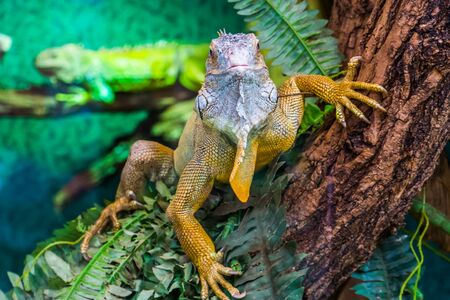 closeup of an american green iguana in a tree, tropical lizard specie from Americaの写真素材
