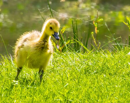 cackling goose gosling standing in the grass, Adorable juvenile duck, Tropical water bird specie from Americaの写真素材