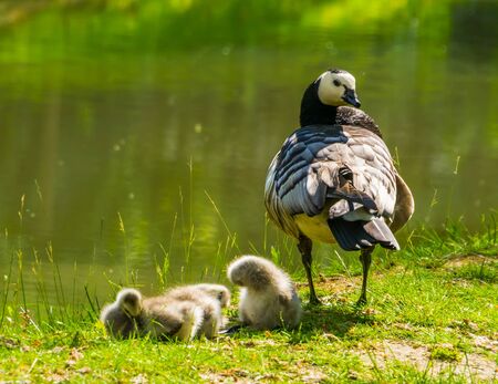 mother cackling goose with juvenile goslings at the water side, tropical bird specie from Americaの写真素材