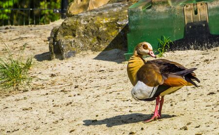 beautiful closeup portrait of a egyptian goose, colorful and tropical bird specie from Africaの写真素材