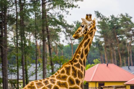 Closeup of a Nubian giraffe, Sub specie of the northern giraffe, Critically endangered animal species from africaの写真素材