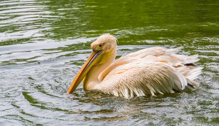 Rosy pelican floating in the water in closeup, beautiful and common aquatic bird specie from Eurasiaの写真素材