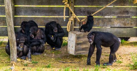 group of western chimpanzees together, Critically endangered animal specie from Africaの写真素材