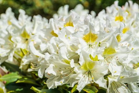 beautiful macro closeup of white rhododendron flowers, popular plant from Asia, Nature backgroundの写真素材