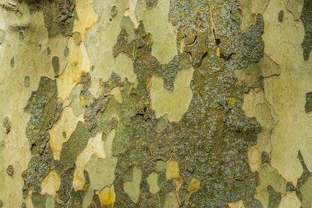 smooth tree bark pattern background, tree natural defending mechanism, soft tree trunkの写真素材