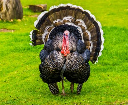 beautiful portrait of a domestic turkey spreading its feathers, popular ornamental bird specie, animal farm pet from Mexico and Europeの写真素材