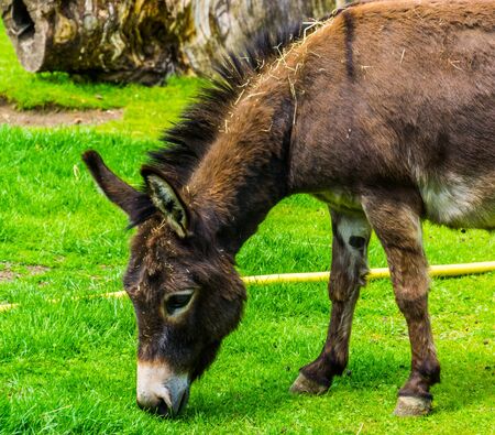 closeup of a miniature donkey grazing in the pasture, popular farm animal specieの写真素材