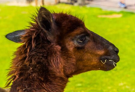 Closeup of the face of a brown alpaca chewing on some hay, popular pets on the animal farmの写真素材